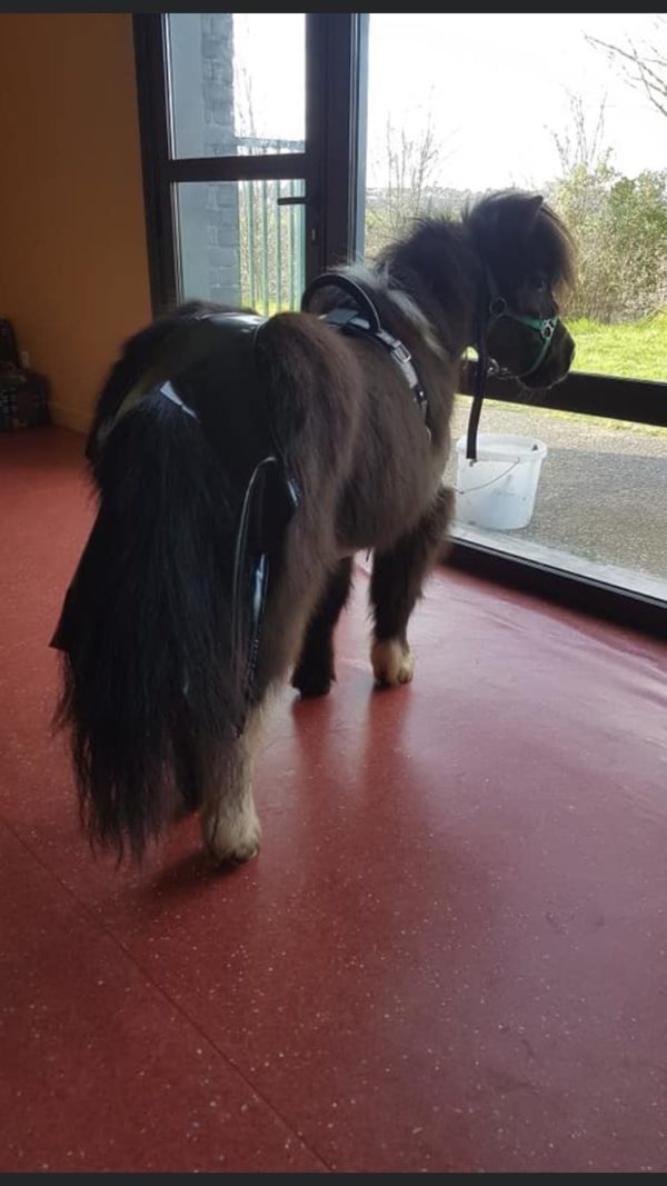 Sac à crottins cheval ou poney monté