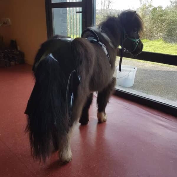 Sac à crottins cheval ou poney monté
