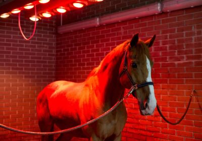 BOXPROTEC - Solarium