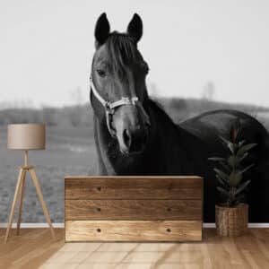 Décoration & Intérieur