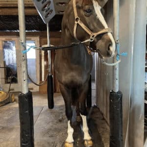 housse de protection des membres de votre cheval à l'attache ou dans le van