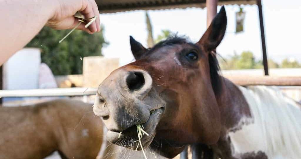 Aliments interdits aux chevaux