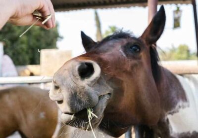 Aliments interdits aux chevaux