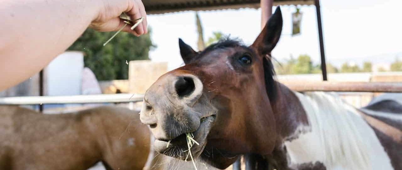 Aliments interdits aux chevaux