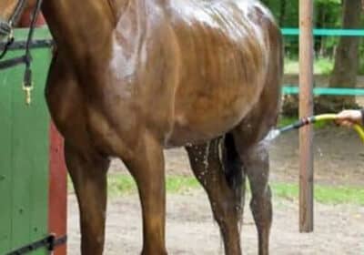 Nos conseils pour garder vos chevaux au frais lors des fortes chaleurs