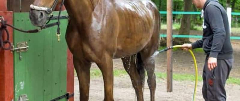 Nos conseils pour garder vos chevaux au frais lors des fortes chaleurs