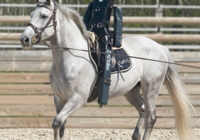 Mannequin de débourrage Gilbert pour cheval – fabrication française BoxProtec