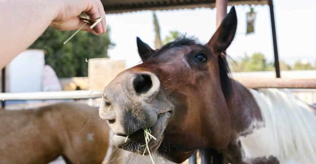 Aliments interdits aux chevaux